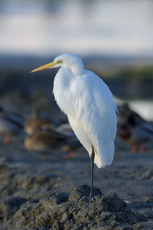 Airone bianco al crepuscolo